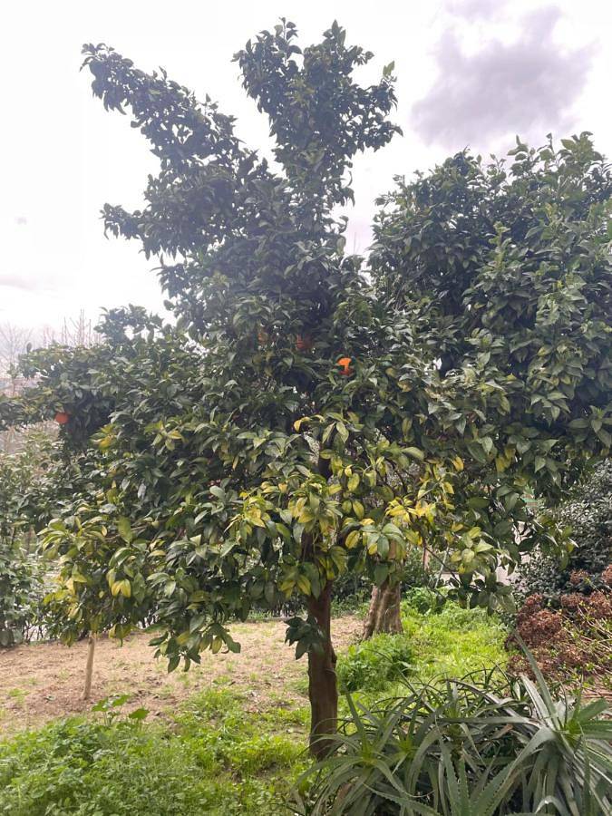 Apartamento entero, Orange tree apartment in Amarante, Distrito de Porto