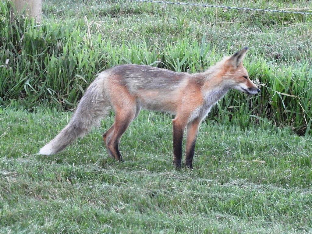 Blick auf die Berge, Zugang zum Fluss, Wildtierkorridor - privates Wochenende in Ravalli County
