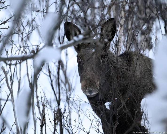 Ferienhaus für 5 Personen, mit Seeblick und Ausblick sowie Garten in Senja - 4