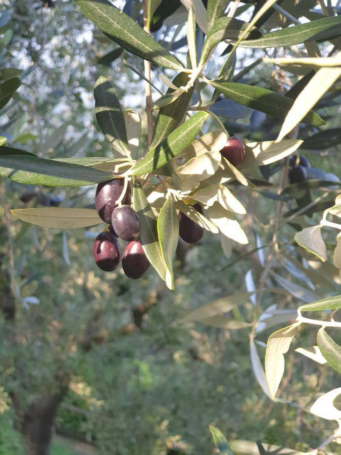 L' Oliva Nera in Menzino, Monte Isola