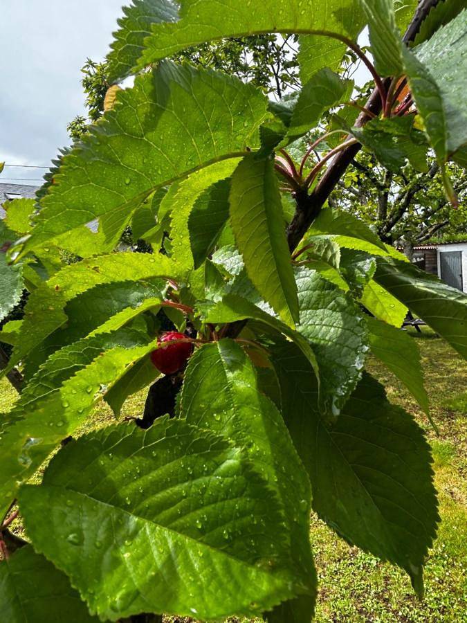 Casa de vacaciones para 8 personas, con jardín y vistas en Arzúa - 3