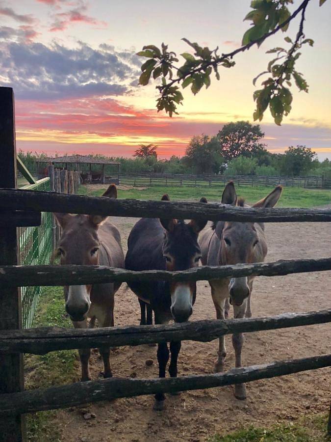 Gîte pour 2 personnes, avec jardin ainsi que piscine et vue, animaux acceptés à Pitigliano - 2
