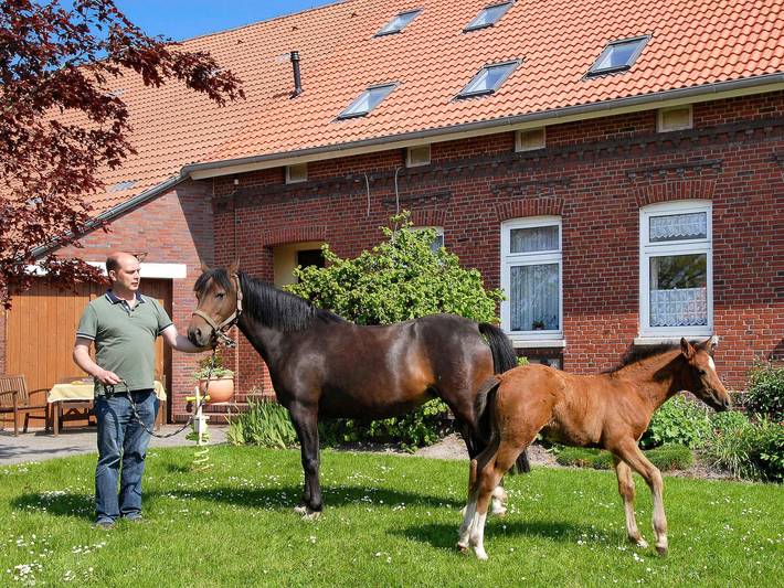 Bauernhof am Deich - Ferienwohnung Grön Land in Esens, Landkreis Wittmund