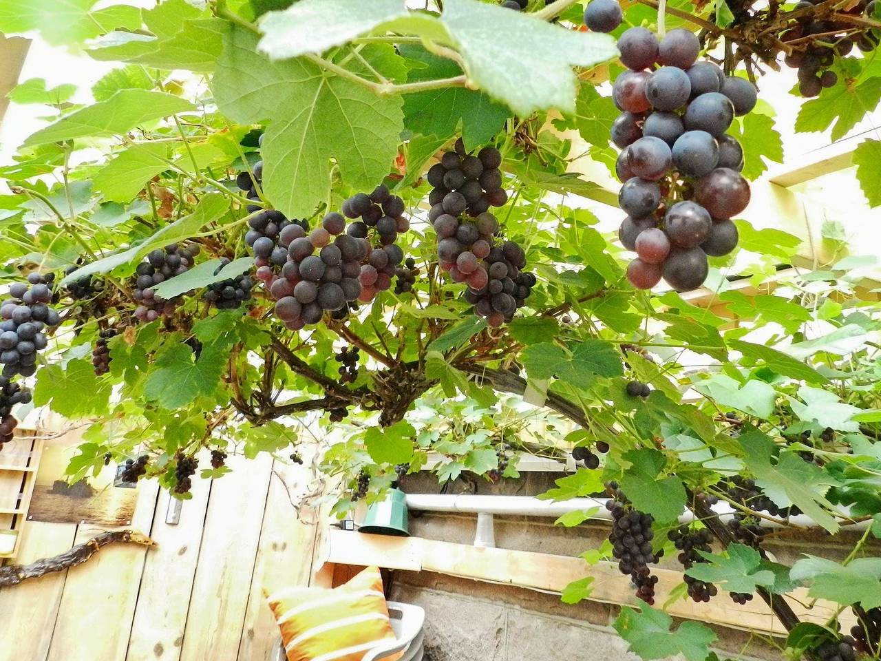 Ganze Wohnung, 3 Personen Ferienhaus in Lysekil in Norra Västkusten