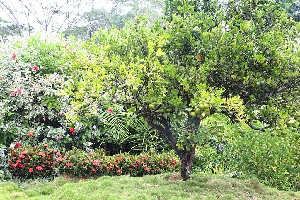 Herrlich! Der Wasserfall Retreat auf der Insel Reed in Hilo, North Hilo