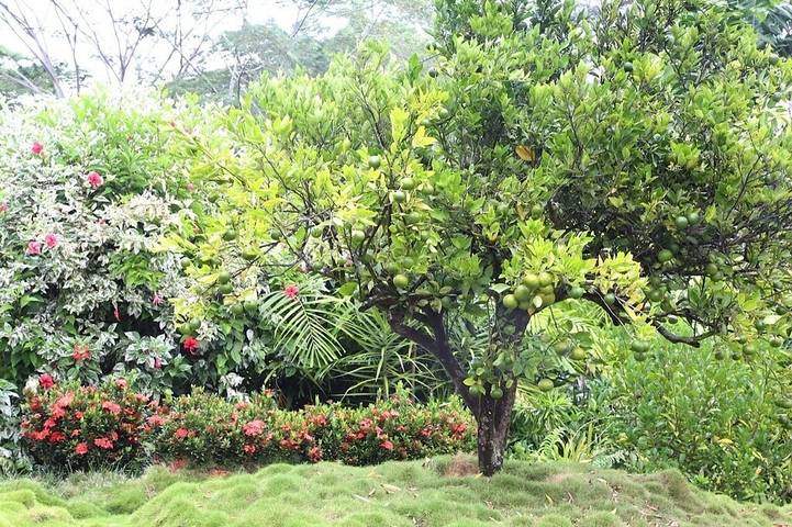 Ferienhaus für 8 Personen, mit Terrasse und Garten - 1