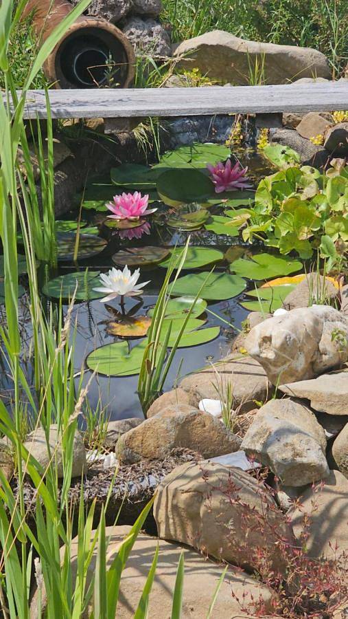 Unser Igluzelt "Iglubert"" Camping im Privatgarten mit Lutzmatratze und Komfort Schlüchtern Main-Kinzig in Schlüchtern, Rhön-Hessen