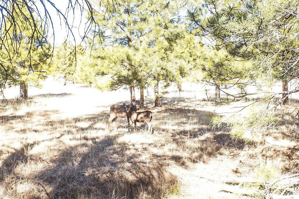 Blissful Pines Lodge in Alto Nm Privatsphäre, aktualisiert, hat alles, was Sie brauchen !!! in Alto, Ski Apache