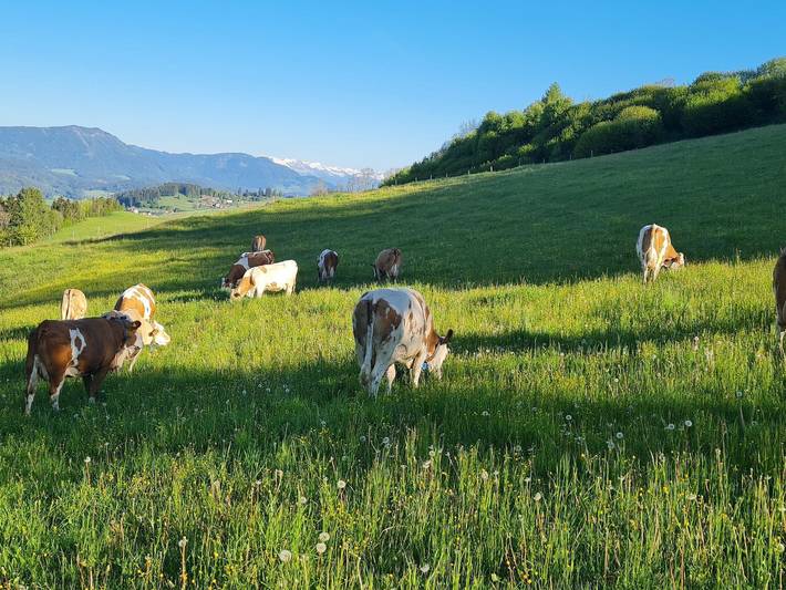 Pension Morhof - Zimmer im Haupthaus in Mühlen, Lavanttaler Alpen
