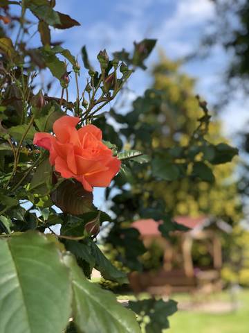 Ferienhaus für 6 Personen in Eifelkreis Bitburg-Prüm, Bild 4