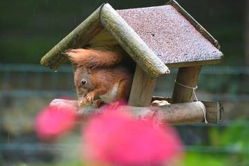 Gîte pour 8 personnes, avec piscine ainsi que sauna et jardin, animaux acceptés à Eersel