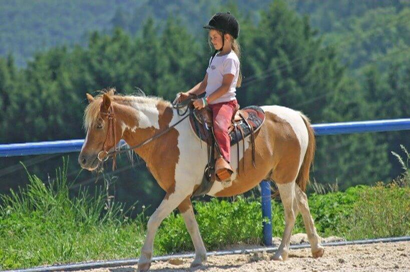 Western Riding Service - Reh in Bad Rappenau, Kraichgau