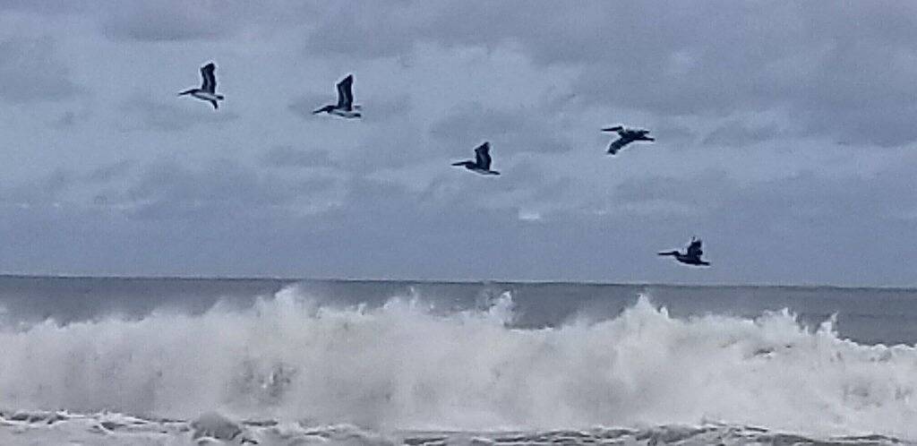 Ganze Wohnung, Expansive Ocean View: Luxury, Comfort, at the Beach, Family & Budget Friendly! in South Rodanthe, Waves