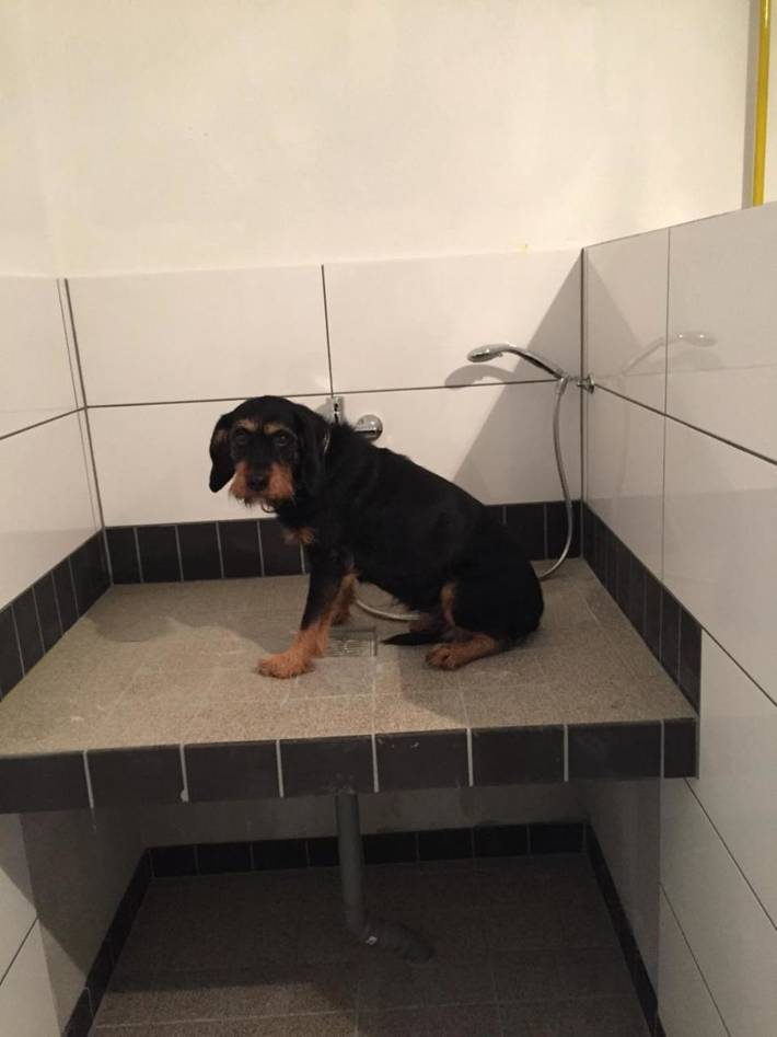 Ferienhaus für 8 Personen, mit Sauna und Garten sowie Ausblick, mit Haustier in Bad Berleburg - 3