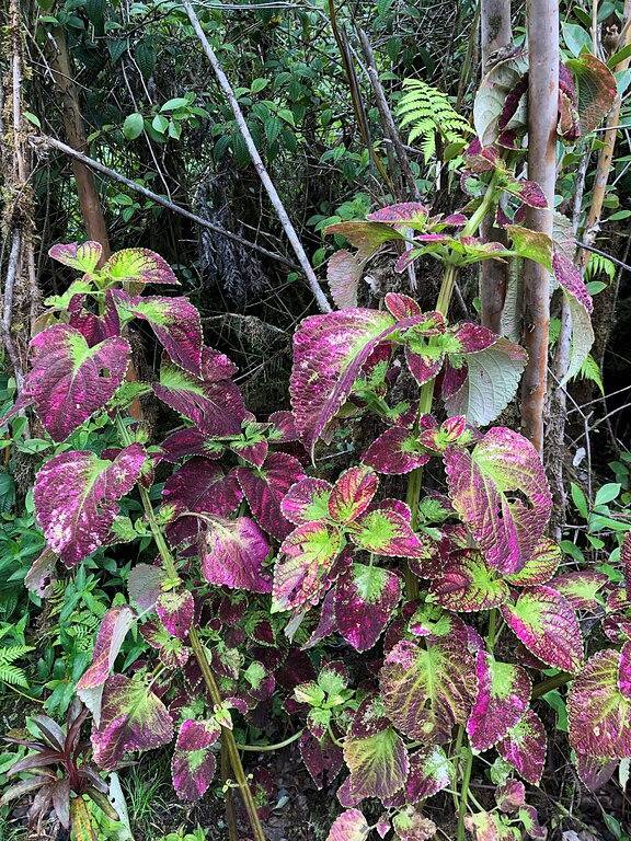 Jungalow mit Frühstück in Eden Roc, West Puna