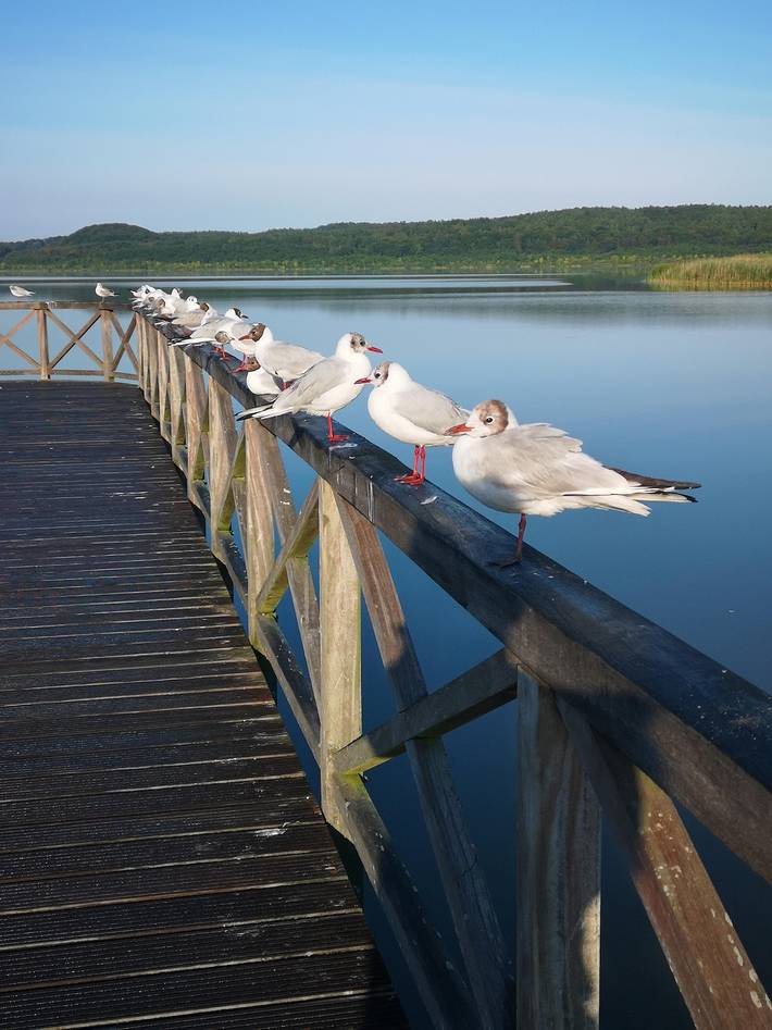 Ferienhaus für 2 Personen, mit Balkon und Seeblick in Süd-Rügen - 3