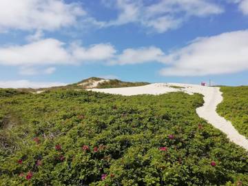Ferieudlejning til 6 Personer i Hvide Sande, Holmsland Klit, Billede 4
