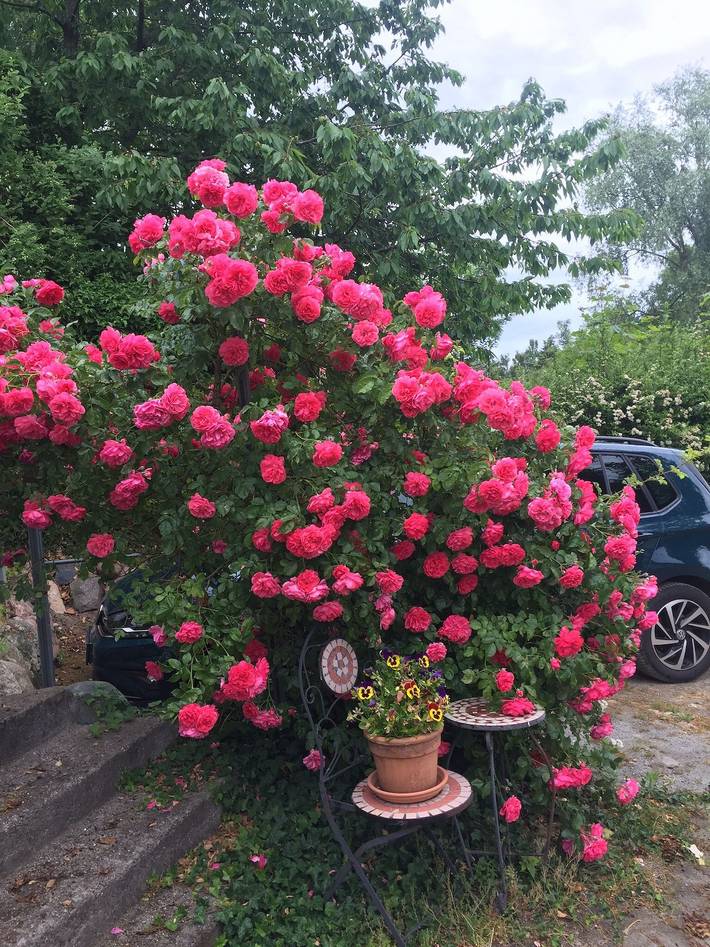 Ferienhaus für 4 Personen, mit Garten in Putbus - 4