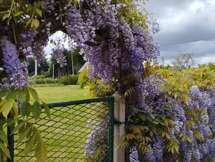 Gîte pour 11 personnes, avec jardin, animaux acceptés à Montfort-sur-Meu - 2