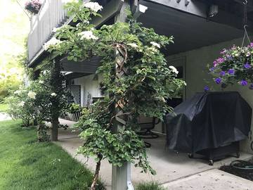 Vacation Apartment for 2 Guests in Ohio, USA, Picture 1