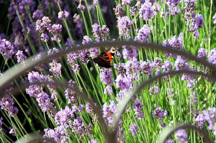 Chambre d’hôte pour 3 personnes, avec jardin au Parc Naturel Régional du Marais poitevin - 3