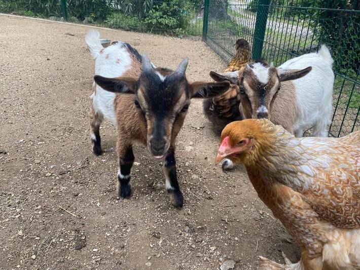 Maison d’hôte pour 3 personnes, avec terrasse ainsi que jardin et vue, animaux acceptés à Saint-Tropez - 4