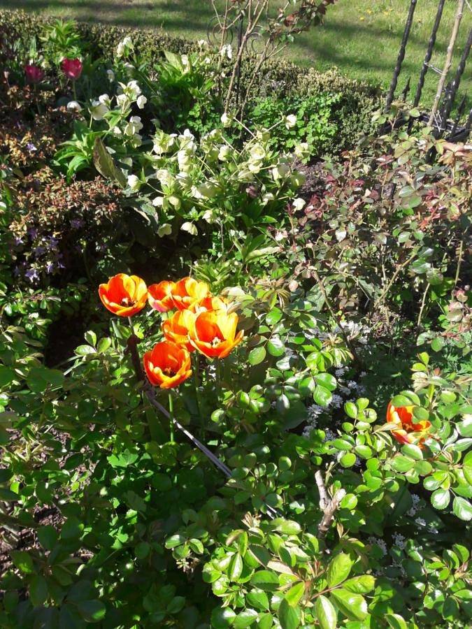 Ferienwohnung für 4 Personen, mit Garten und Ausblick in Steffenshagen - 4