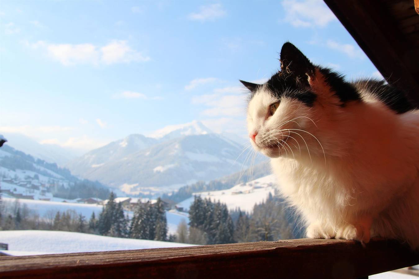 Ganze Ferienwohnung, Appartement "Schatzberg" Moahof in Alpbach, Kaisergebirge