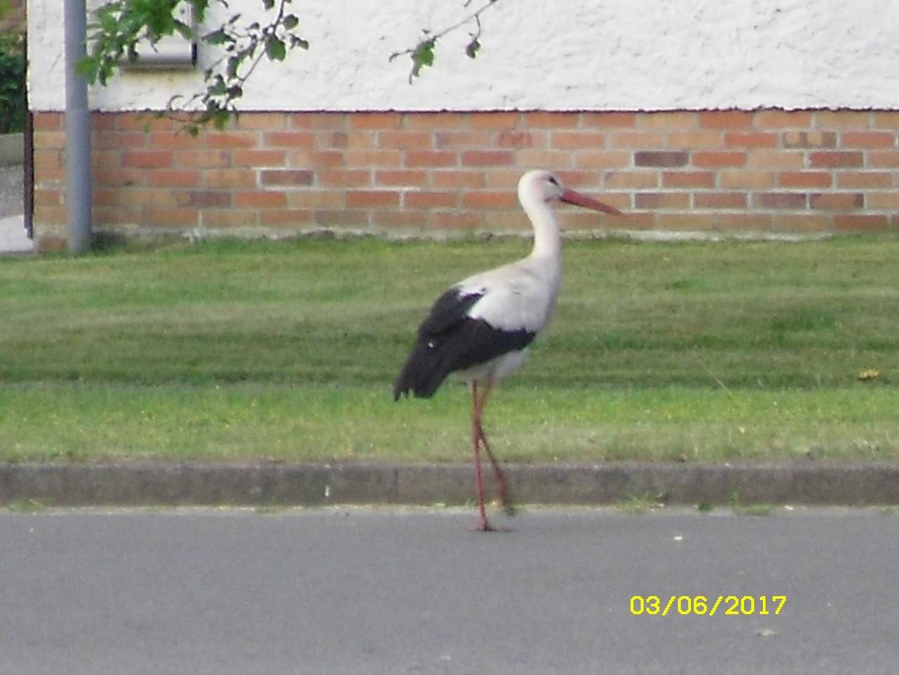 Ganze Ferienwohnung, Ferienwohnung Am Peickwitzer Storchennest in Senftenberg, Oberspreewald-Lausitz