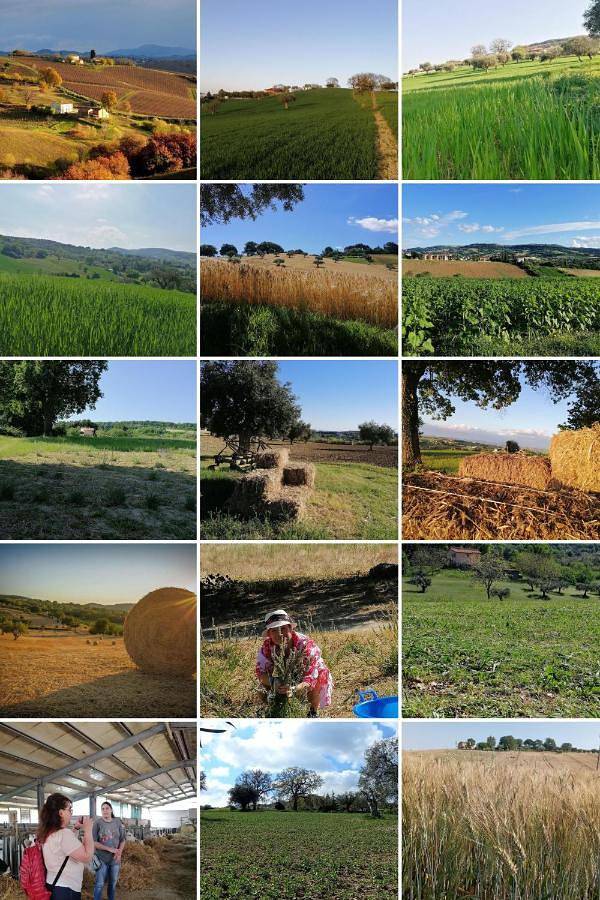 Location de vacances pour 2 personnes, avec jardin et vue, animaux acceptés à Cingoli - 3