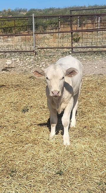 Bungalow für 11 Personen in Texas, USA, Bild 4