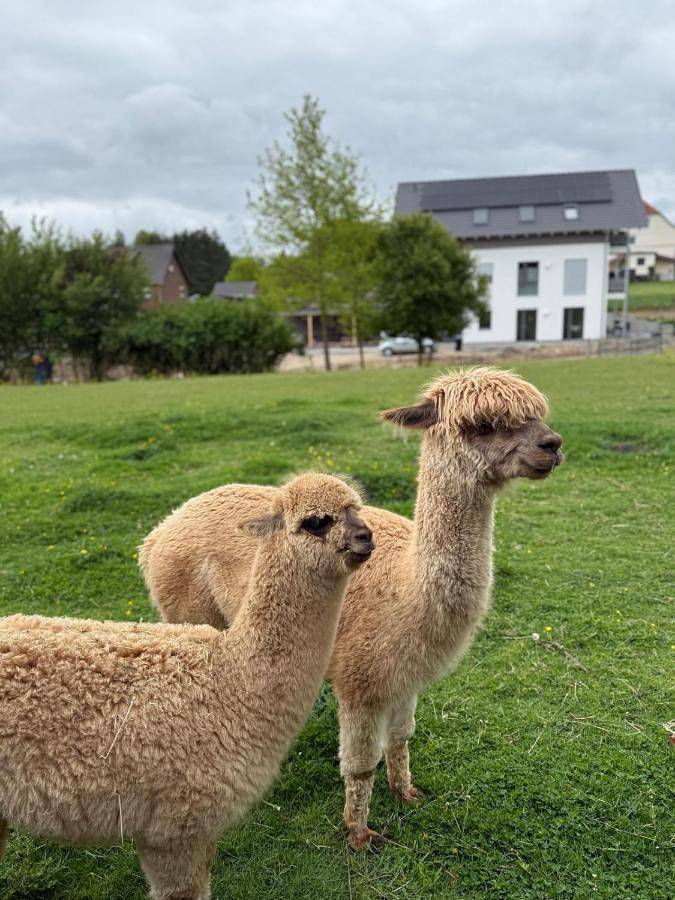 Ferienwohnung für 5 Personen, mit Terrasse und Ausblick sowie Garten in Bad Gandersheim - 3