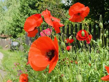 Ferienwohnung für 4 Personen in Ilmtal-Weinstraße, Thüringer Kernland, Bild 1