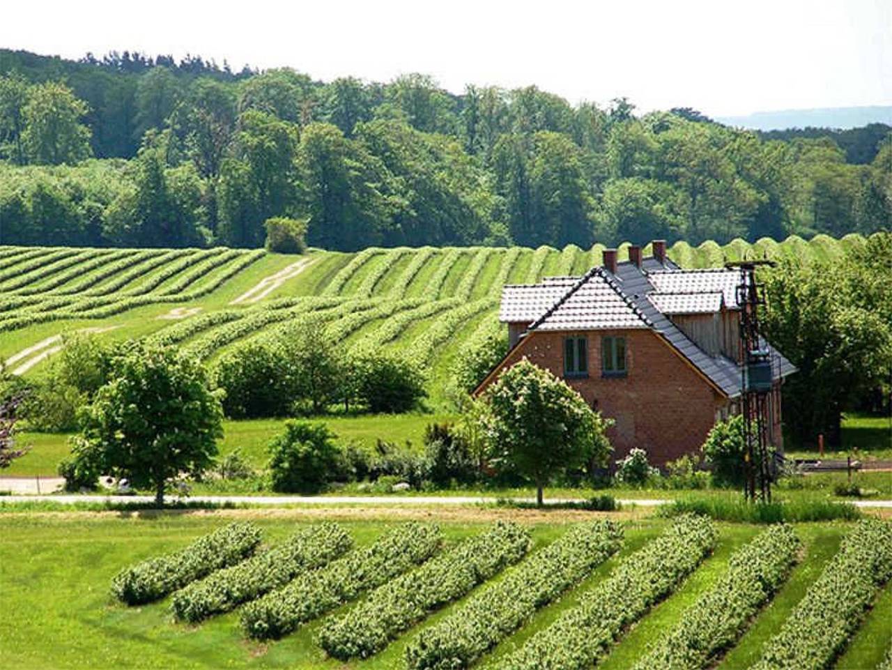 Ganze Ferienwohnung, Ich weiß ein Haus am Wald... - Ferienwohnung Gänseblümchen in Malchin, Kummerower See