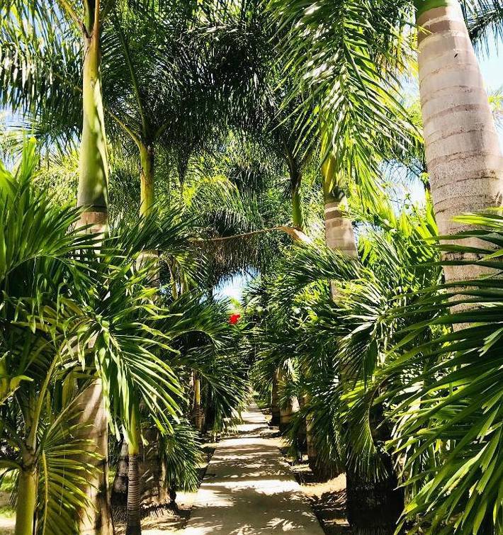 Parc de vacances pour 6 personnes, avec piscine et jardin en Martinique - 4