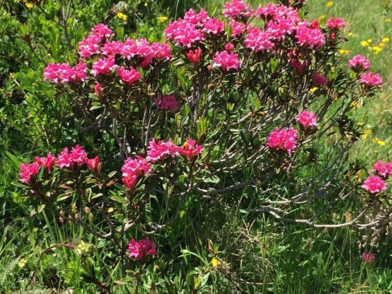 Ganze Wohnung, Chesa Arnica A1 in La Punt-Chamues-ch, Sankt Moritz