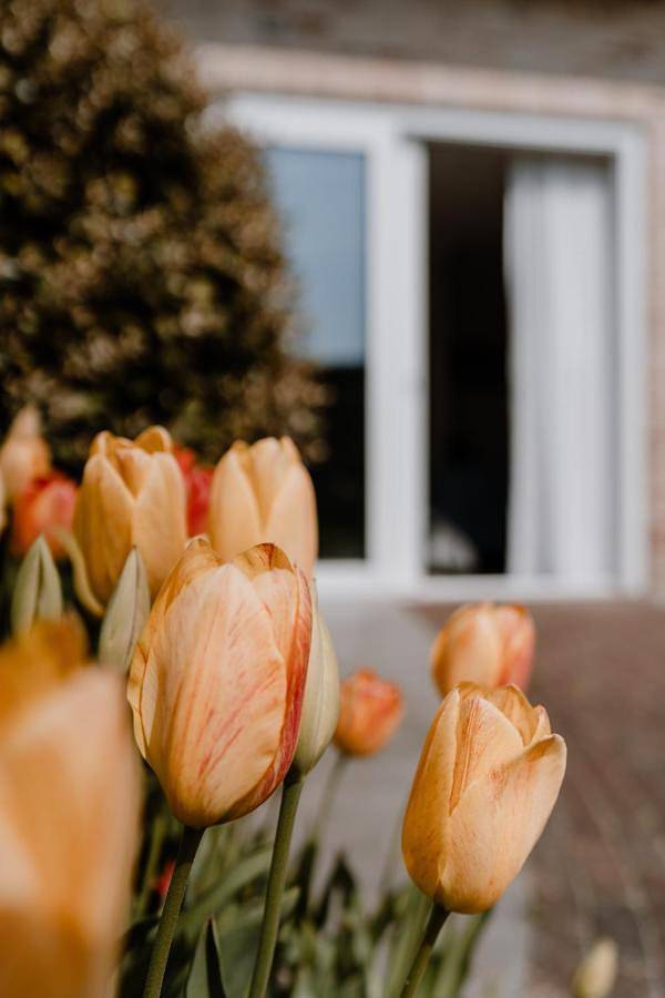 Chambre d’hôte pour 2 personnes, avec jardin et vue à Zoutelande - 2