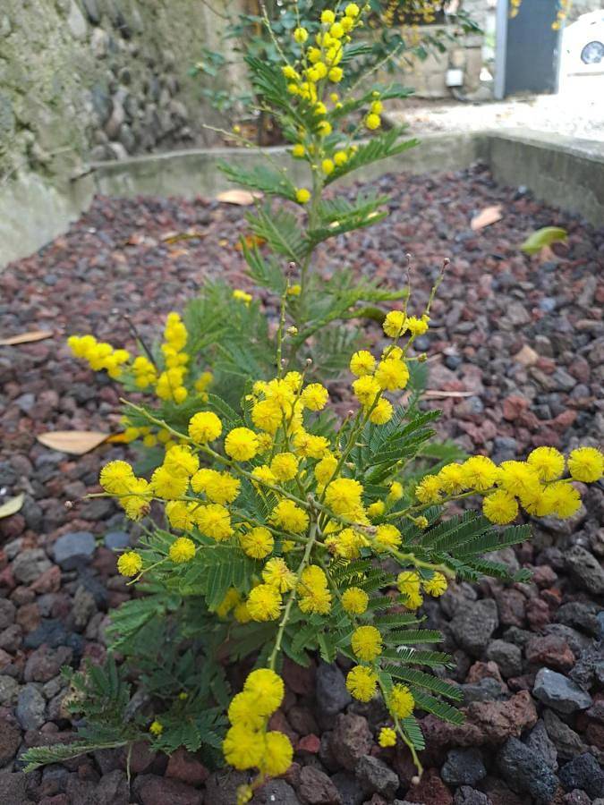 Gîte pour 4 personnes, avec jardin ainsi que piscine et terrasse à Aubenas - 2