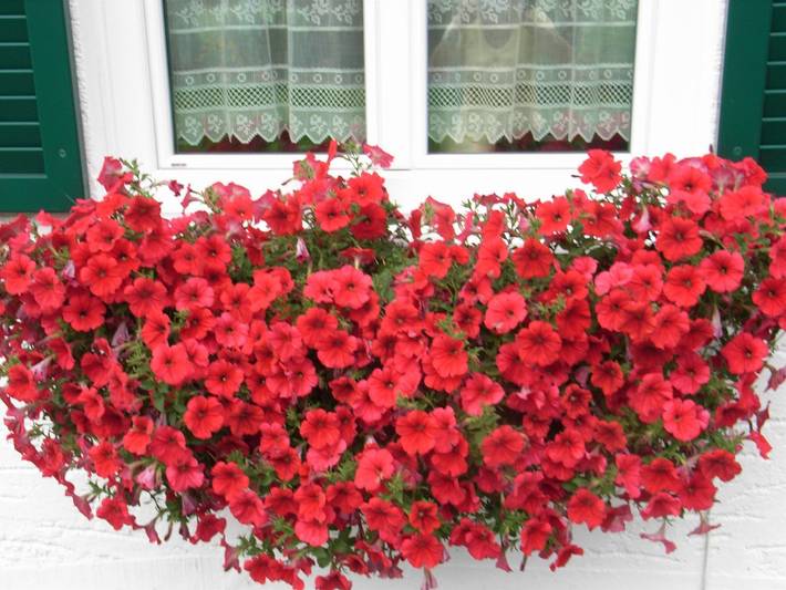 Ferienwohnung für 2 Personen, mit Balkon und Garten im Allgäu - 4