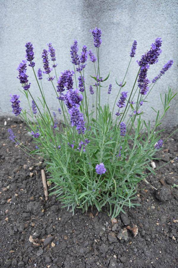 Location de vacances pour 3 personnes, avec vue sur le lac ainsi que jardin et vue à Tihany - 4