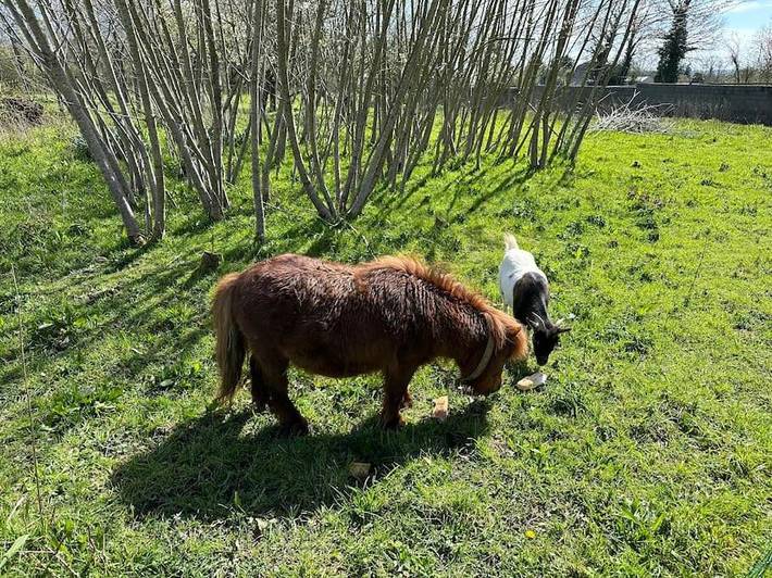 Location de vacances pour 4 personnes, avec terrasse, animaux acceptés à Plesder - 4