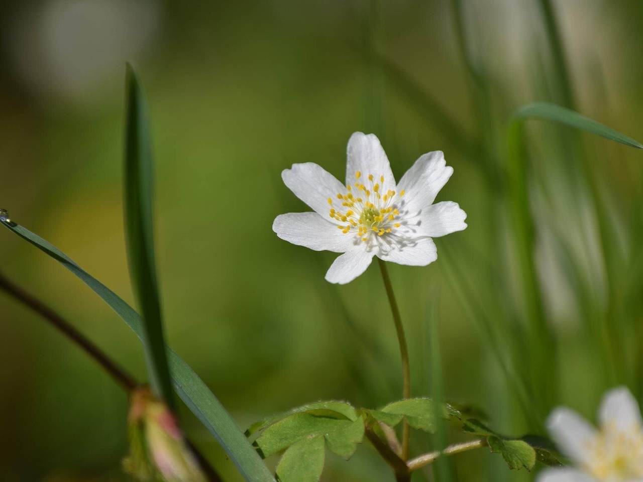 4 etoiles maison de vacances a Stensjön in Stensjön, Région de Jönköping