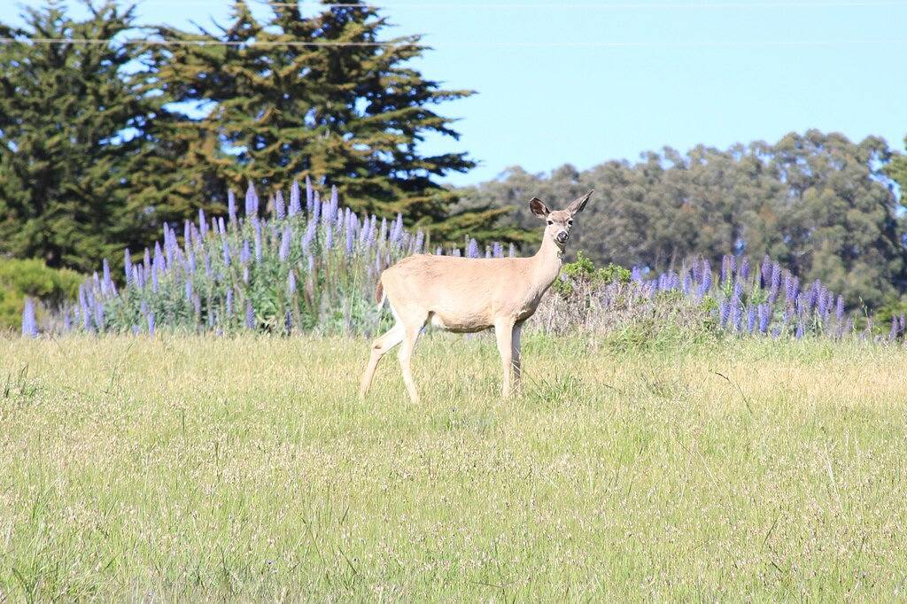 Atemberaubende Aussicht auf das Meer von jedem Zimmer aus! - Weg Zum Strand! - Gratis Wifi ! in California North Coast