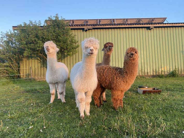 Ferienwohnung für 3 Personen, mit Balkon und Sauna in Langenhorn - 2