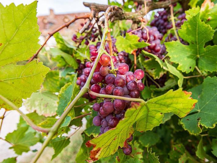 Location de vacances pour 8 personnes, avec jardin ainsi que piscine et terrasse à Chouzy-sur-Cisse - 4
