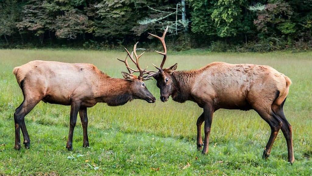 Halfback Ridge -Hot Tub-Magnificent Views-Motorcycle & Pet-Friendly-Fenced Yard\n in Blue Ridge Parkway, Maggie Valley