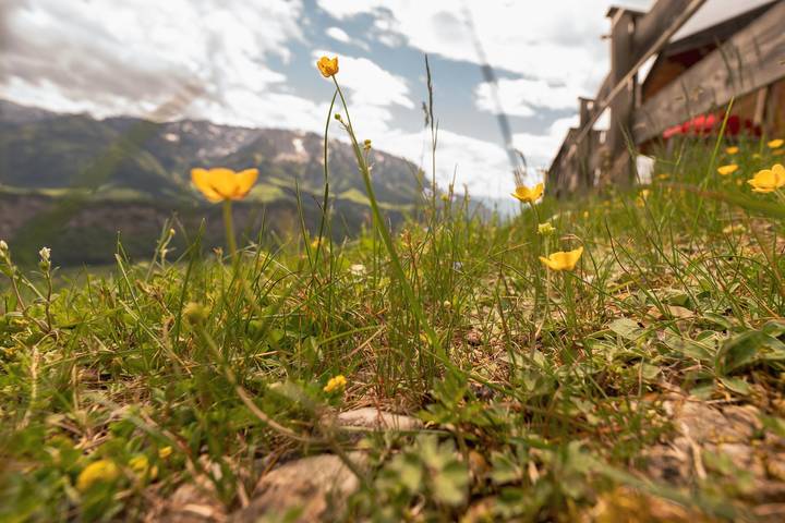Hütte für 6 Personen, mit Terrasse und Seeblick sowie Garten in Walchsee - 3