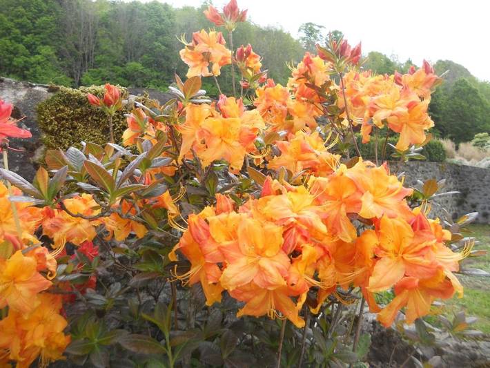 Location de vacances pour 5 personnes, avec jardin et piscine ainsi que vue et terrasse à Aurillac - 3