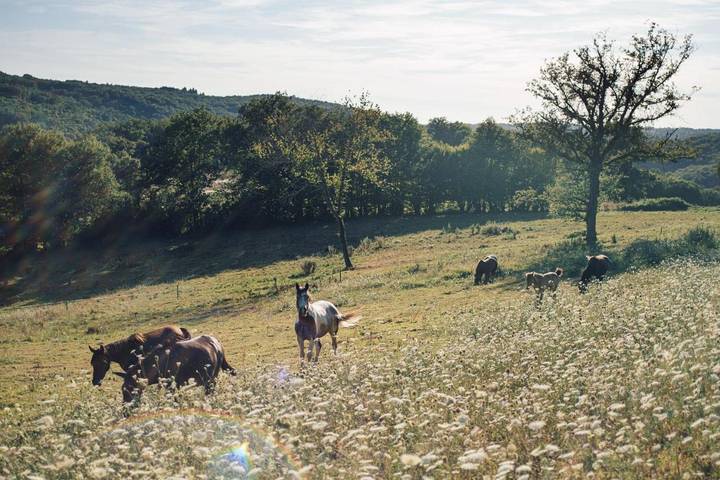 Gîte pour 4 personnes, avec jardin et vue, animaux acceptés à Saint-Mesmin (Dordogne) - 3