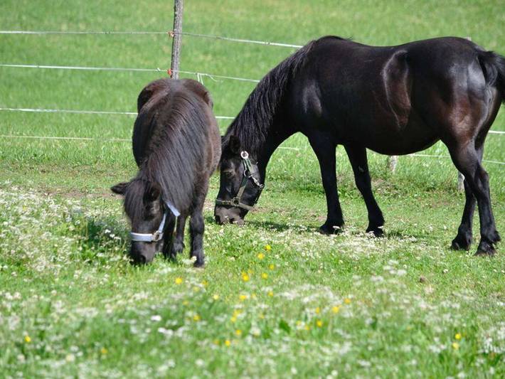 Ferienwohnung für 4 Personen, mit Balkon und Garten, kinderfreundlich in Leutasch - 3